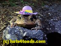 /home//u458753944/public_html/sourcegallery///Roxborough Toad Detour/2021/2021-03-26/P3260021.JPG